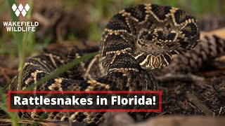 Finding Eastern Diamondback Rattlesnakes in Florida [upl. by Salokin]