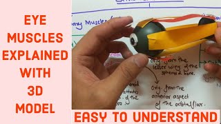 EYE MUSCLES  EXTRA OCULAR MUSCLE OF EYE  Anatomy [upl. by Aerdnua]