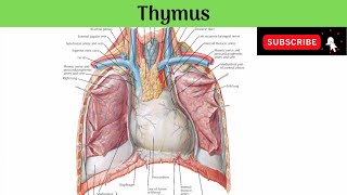 Thymus  Situation Relations  Microscopic Structure Haemothymic Barrier Function Clinical Anat [upl. by Nrev]