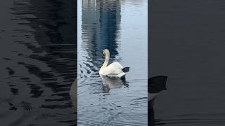 Swan swimming with foot up Normal behavior Swan Birds Shorts BirdLife BirdWatching BirdLover [upl. by Rapsac]