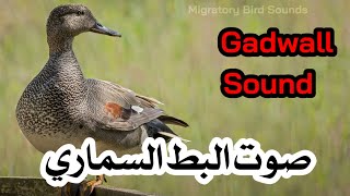 صوت البط السماري جوشم  Gadwall Sound [upl. by Behm]