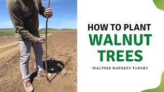 How to Plant Walnut Trees [upl. by Doralyn]