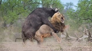 Buffalo Attacks Lion Crazy Buffalo vs Lion FightㅣSafari HighlightsㅣWild Animal Attacksㅣ킹라이온 vs 버팔로 [upl. by Ytsirhk]