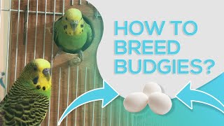 HOW TO BREED BUDGIES  10 STEPS FOR SUCCESSFUL BREEDING [upl. by Kym268]