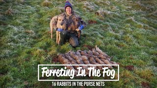 Ferreting In The Fog  16 rabbits in the purse nets [upl. by Alodie]