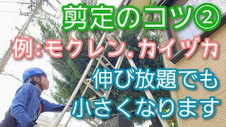 【庭木剪定のコツ②】伸びすぎた木を小さくまとめる簡単メソッド 例カイヅカ他2023年9月🌳🌲 [upl. by Aehr]