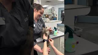 Penn Foster Skill11  Feline Jugular Blood Draw [upl. by Salman574]