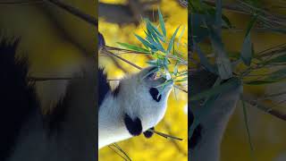 Giant Panda Ailuropoda melanoleuca in Bear Family Ursidae  Observed in Description [upl. by Dion174]