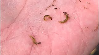 Entomology Finding Caddis Larvae [upl. by Yentihw727]