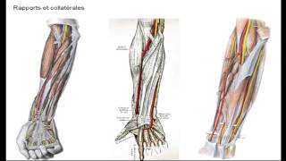 FMPM MOOCs  Vascularisation innervation du membre supérieur  Pr Chafik [upl. by Nenney]