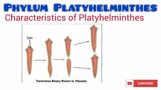 Phylum Platyhelminthes updated [upl. by Atilamrac]