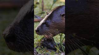 River otter eating fish Wincent N169Dnature wildlife otter [upl. by Hemphill808]