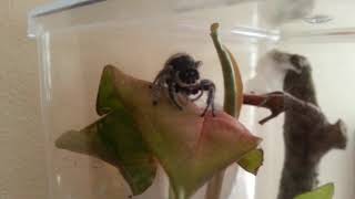 Tour of BioActive Arboreal Vivarium for Regal Jumping Spider [upl. by Ponce857]