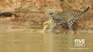 Jaguar vs Anaconda in Brazil [upl. by Chavaree]