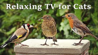 Calming TV for Cats  Cat TV  My Garden Birds  Relaxing Nature Music for Cats to Sleep [upl. by Broadbent849]