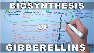 Biosynthesis of Gibberelins [upl. by Annaeel]