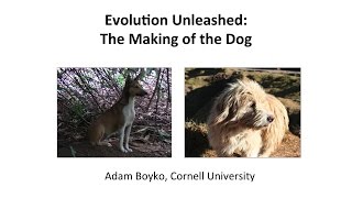 Evolution Unleashed The Making of the Dog by Dr Adam Boyko [upl. by Gordy]