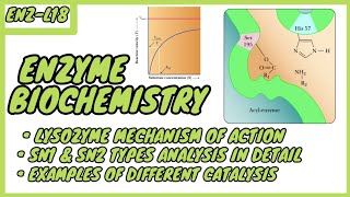 Lysozyme  Mechanism of Action  SN1 amp SN2 types  Enzyme Biochemistry  EnzL  in UrduHindi [upl. by Andras]