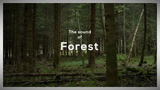 The sounds of forest  Ambient soundssounds escape relax [upl. by Gaile]