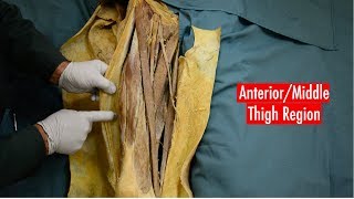 Anterior and Medial Thigh Anatomy [upl. by Perry198]