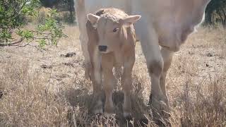 Feeding Cattle in the Drought  Australian Outback  Organic Cattle  Baby Calves [upl. by Yddeg]