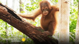 These Orphan Orangutans Are Learning to Build Nests 🌳 Orangutan Jungle School  Smithsonian Channel [upl. by Kcirdde483]