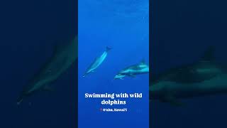 Wild Dolphin Swim on Oahu [upl. by Lorrayne]