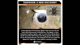 Trapdoor Spider A Venomous Species Discovery [upl. by Haidabej]