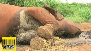 Elephant massacre in Kenya as poachers kill animal family  Truthloader [upl. by Essilem]