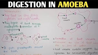 Digestion In Amoeba  Pseudopodia  Class 11 Biology [upl. by Maddox]