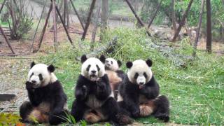 giant panda snack time [upl. by Sorrows]