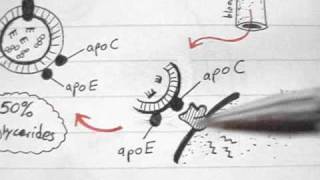 Lipoprotein Physiology LDL 34 [upl. by Novihs]