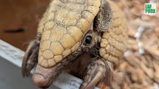 Armadillo Facts that Will Bring You Out of Your Shell [upl. by Aihtebat840]