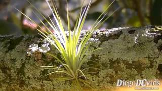 Tillandsia species Air Plants  Tilândsia Tillandsioideae [upl. by Rodoeht]