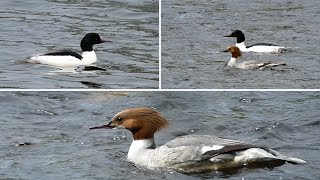 Goosander Common Merganser  Male and Female in Breeding Plumage [upl. by Ainna268]