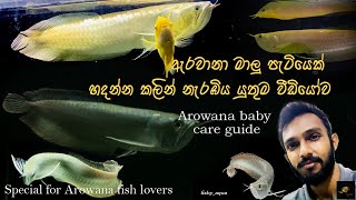 How to keep baby Arowana🐉ඇරවානා මාලු පැටියෙක් මැරෙන්නෙ නැතුව හදන විදිහSpecial for Arowana Lovers [upl. by Nylahsoj]