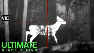 Using Thermal Imaging to See Antlers on White Tail Bucks [upl. by Lundin]