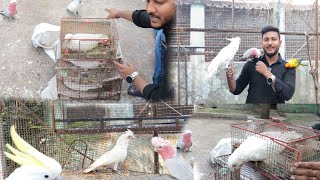 New 3 cockatoos aye Bhopal se Thank you sir for gifted 3 bare eyed cockatoo to basona bird aviary [upl. by Romy]