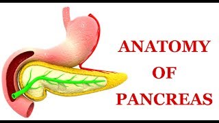 Anatomy of Pancreas Made Easy [upl. by Kabab951]