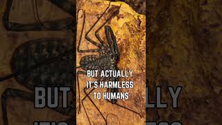 🕷️🌌 Discover the Tailless Whip Scorpion Natures Creepy Crawly Marvel [upl. by Akenot]