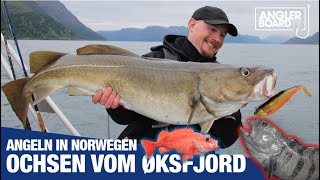 Ochsen vom Øksfjord  Angeln in Norwegen  Nordnorwegen  RUTE amp ROLLE CLassic  ANGLERBOARD TV [upl. by Eillen]