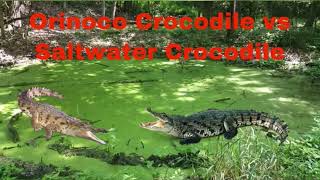 Orinoco crocodile vs Saltwater crocodile [upl. by Nnairahs]