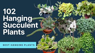 102 Hanging Succulent Plants  Trailing succulents  MOODY BLOOMS [upl. by Lovel]