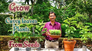 How to Grow Curry Plant by Seeds with all the updates [upl. by Gusella]