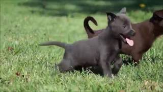 Australian Kelpie Puppies [upl. by Mauretta]