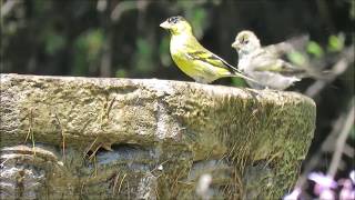 Blackchinned Siskin Spinus barbatus  Jilguero austral  Cementerio Parque del Recuerdo CHILE [upl. by Asenaj]