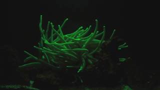 Biofluoresence in the Condylactis gigantea anemone [upl. by Nnahteb]