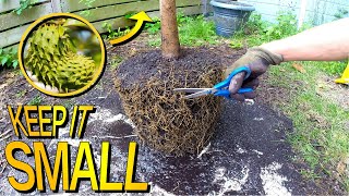 How To Prune A Soursop Tree Grown In A Pot [upl. by Drucy]