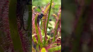 Sundew plant eating fly shorts [upl. by Eilloh]