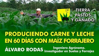 Produciendo carne y leche en 60 días con maíz forrajero  Tierra Pastos y Ganado [upl. by Yelwah]